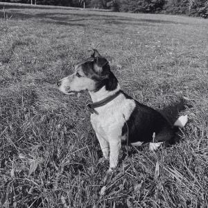 Mickey, Chief Bark Officer